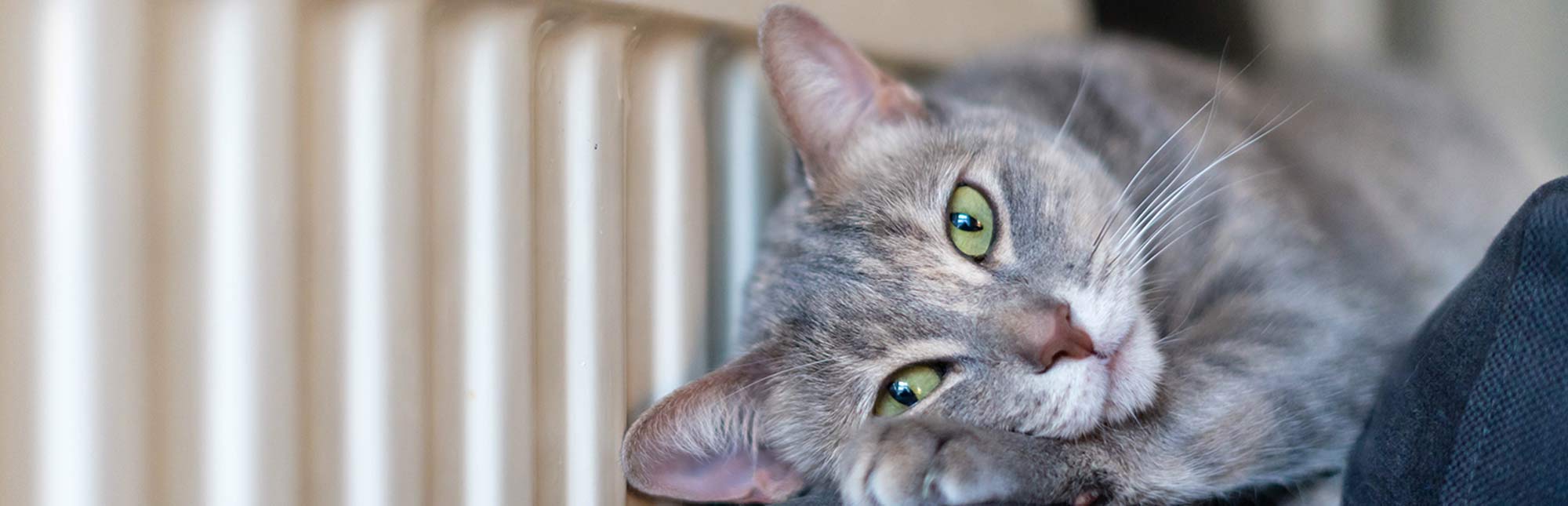 Kat i nærheden af en radiator